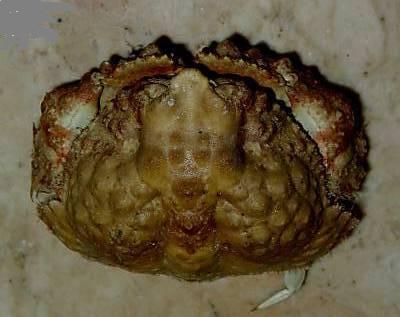 calappa liaoi T.F.C. dorsal view.jpg